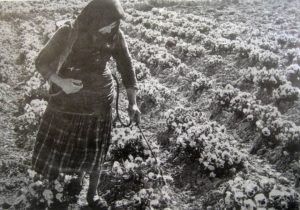 Lefkada a woman at work in the fields