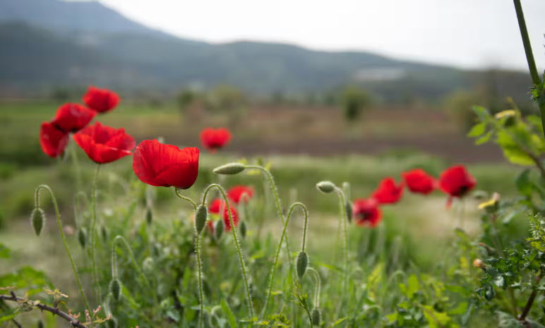 Lefkada in Spring: A Top Getaway Pick by The Guardian