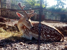 Lefkada, The animal park at Faneromeni Monastery