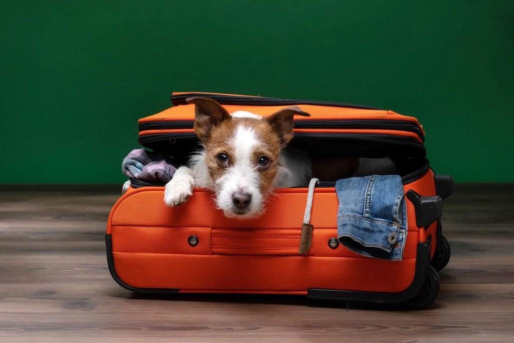 Traveling on vacation with your Beloved Pets!