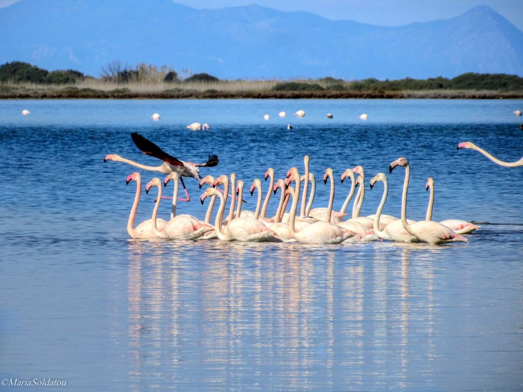 Lagoon in Lefkada with flamingos