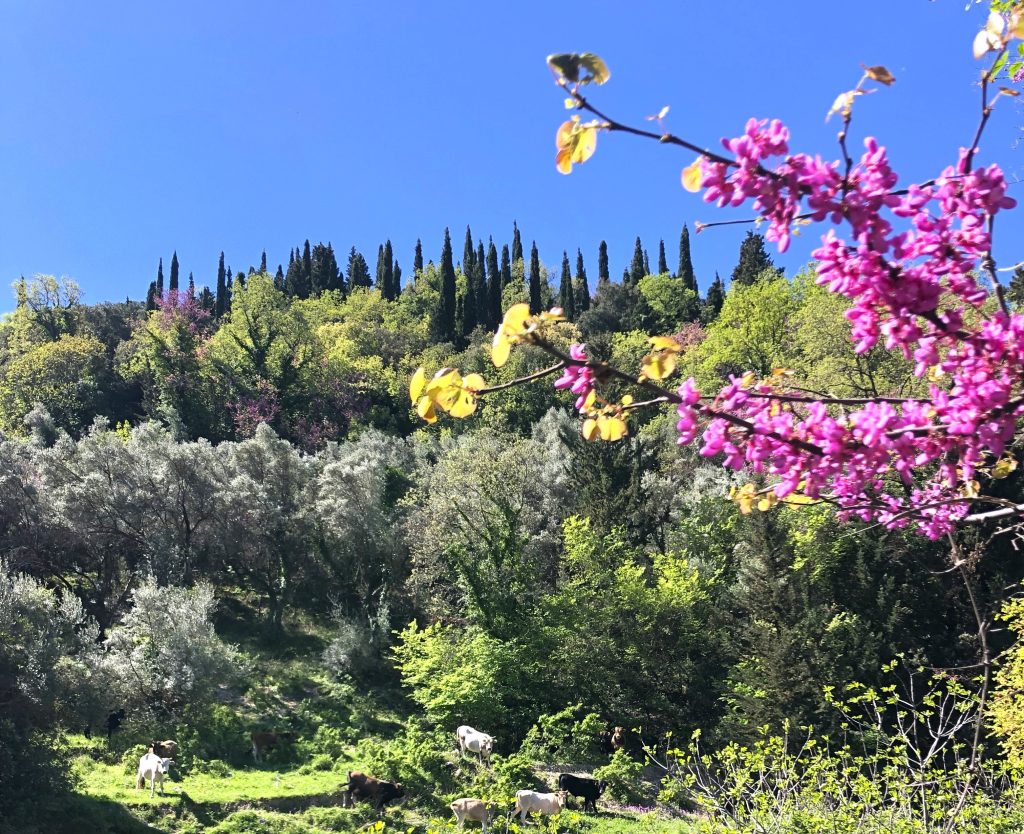 Embark on an unforgettable adventure with a guided e-bike tour, and immerse you in the captivating beauty of Lefkada!