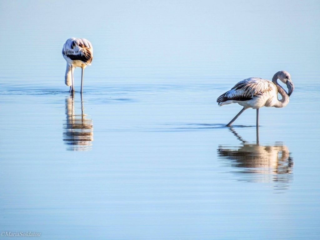 Pink flamingos in Lefkada lagoon