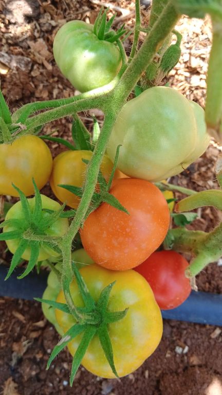 Lefkada MicroFarm