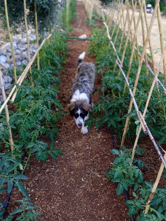 Lefkada MicroFarm