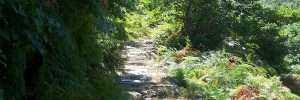 Hiking in Lefkada: Discover the fairy tale forests of Lefkada!