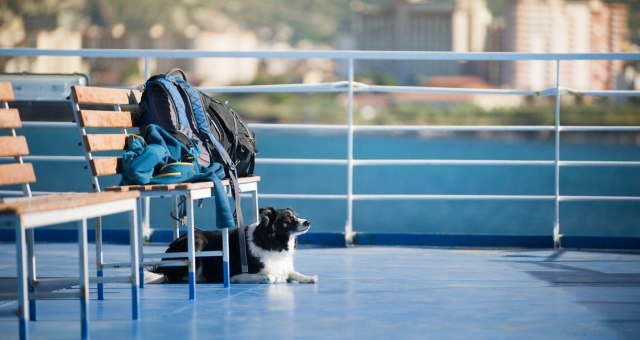 Traveling on vacation with your Beloved Pets!