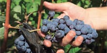Visit the traditional winery "Lefkas' Earth" and taste the famous local varieties