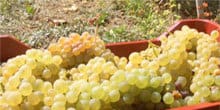 Visit the traditional winery "Lefkas' Earth" and taste the famous local varieties
