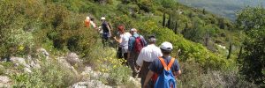 Hiking in Lefkada: Discover the fairy tale forests of Lefkada!