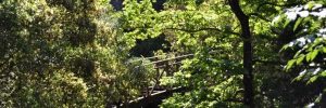 Hiking in Lefkada: Discover the fairy tale forests of Lefkada!