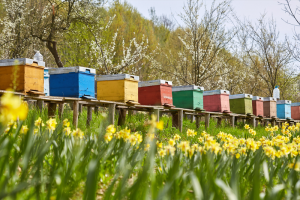 Bee Hives