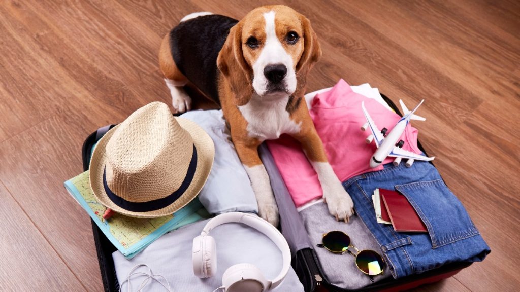 Traveling on vacation with your Beloved Pets!
