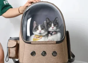 Traveling on vacation with your Beloved Pets!