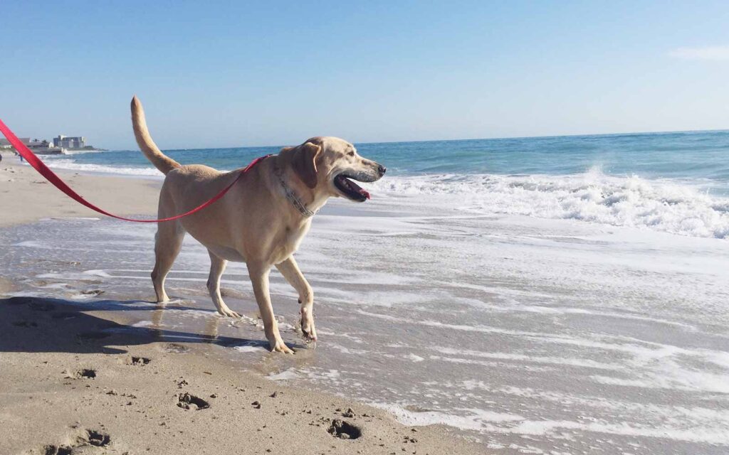 Traveling on vacation with your Beloved Pets!