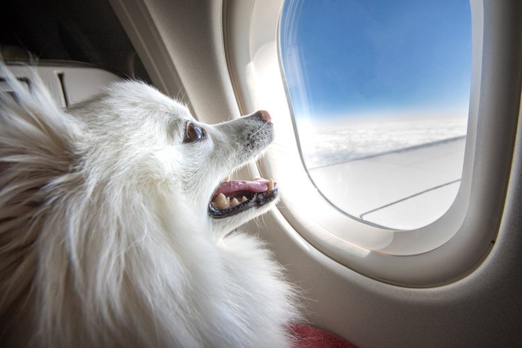Traveling on vacation with your Beloved Pets!