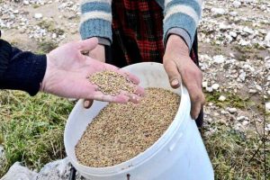 Lefkada’s Lentils: A nutritional choice with rich history!